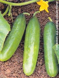 The 2002 All-America Selections of Vegetables: Cucumbers and Squash Image